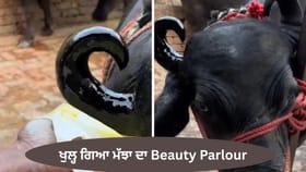 ਹੁਣ, ਮੱਝਾਂ ਵੀ ਜਾਣਗੀਆਂ ਸੱਜਣ-ਸਵਰਨ! ਇੱਥੇ ਖੁਲ੍ਹਿਆ ਮੱਝਾ ਦਾ ਅਨੋਖਾ ਬਿਊਟੀ ਪਾਰਲਰ, Video ਵਾਇਰਲ...