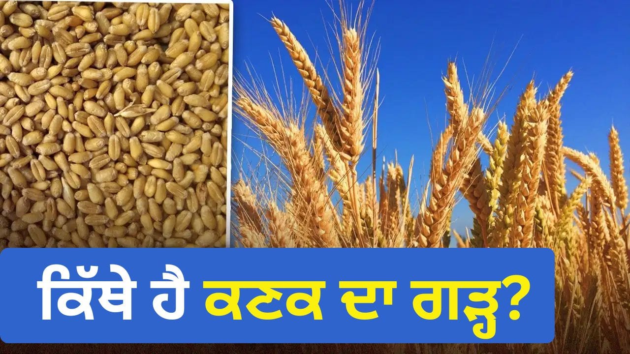 ਕਿੱਥੇ ਹੈ ਕਣਕ ਦਾ ਗੜ੍ਹ?