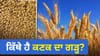 ਚੀਨ, ਭਾਰਤ ਜਾਂ ਪਾਕਿਸਤਾਨ, ਦੁਨੀਆ 'ਚ ਸਭ ਤੋਂ ਵੱਧ ਕਣਕ ਉਗਾਉਣ ਵਾਲਾ ਦੇਸ਼ ਕਿਹੜਾ...
