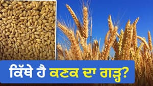 ਚੀਨ, ਭਾਰਤ ਜਾਂ ਪਾਕਿਸਤਾਨ, ਦੁਨੀਆ 'ਚ ਸਭ ਤੋਂ ਵੱਧ ਕਣਕ ਉਗਾਉਣ ਵਾਲਾ ਦੇਸ਼ ਕਿਹੜਾ ਚੀਨ, ਭਾਰਤ ਜਾਂ ਪਾਕਿਸਤਾਨ, ਦੁਨੀਆ 'ਚ ਸਭ ਤੋਂ ਵੱਧ ਕਣਕ ਉਗਾਉਣ ਵਾਲਾ ਦੇਸ਼ ਕਿਹੜਾ