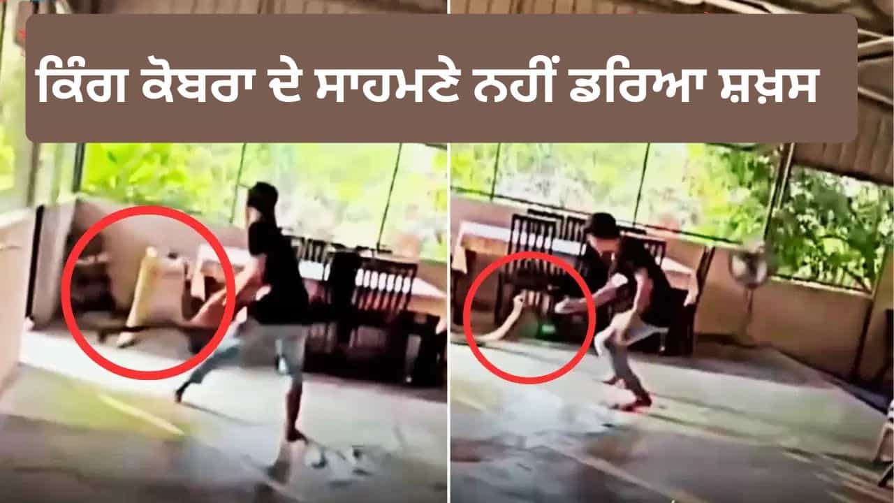 Viral King Cobra Video: ਘਰ ਚ ਵੜਿਆ ਜ਼ਹਿਰੀਲਾ ਕਿੰਗ ਕੋਬਰਾ, ਸ਼ਖ਼ਸ ਦੀ ਬਹਾਦਰੀ ਦੇਖ ਲੋਕ ਰਹਿ ਗਏ ਹੈਰਾਨ Viral King Cobra Video: ਘਰ ਚ ਵੜਿਆ ਜ਼ਹਿਰੀਲਾ ਕਿੰਗ ਕੋਬਰਾ, ਸ਼ਖ਼ਸ ਦੀ ਬਹਾਦਰੀ ਦੇਖ ਲੋਕ ਰਹਿ ਗਏ ਹੈਰਾਨ