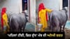 ਟੀਵੀ ਦੇਖਣ ਤੋਂ ਬਾਅਦ ਹੀ ਦੁੱਧ ਦਿੰਦੀ ਇਹ ਮੱਝ, ਵਾਇਰਲ ਹੋਇਆ VIDEO...