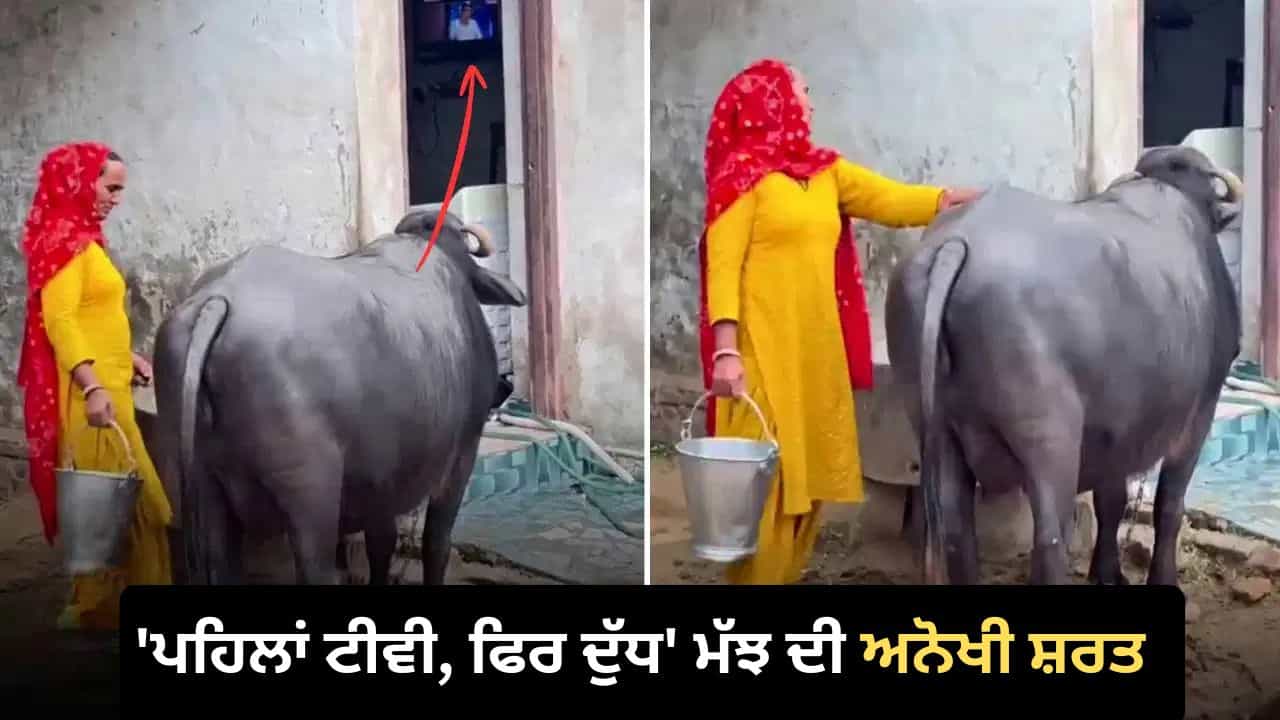 Buffalo Viral Video: ਟੀਵੀ ਦੇਖੇ ਬਿਨਾਂ ਦੁੱਧ ਨਹੀਂ ਦਿੰਦੀ ਇਹ ਮੱਝ, ਮਜ਼ੇਦਾਰ ਵੀਡੀਓ ਨੇ ਜਿੱਤਿਆ ਲੋਕਾਂ ਦਾ ਦਿਲ Buffalo Viral Video: ਟੀਵੀ ਦੇਖੇ ਬਿਨਾਂ ਦੁੱਧ ਨਹੀਂ ਦਿੰਦੀ ਇਹ ਮੱਝ, ਮਜ਼ੇਦਾਰ ਵੀਡੀਓ ਨੇ ਜਿੱਤਿਆ ਲੋਕਾਂ ਦਾ ਦਿਲ
