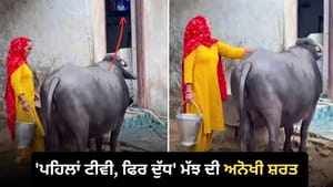 ਟੀਵੀ ਦੇਖਣ ਤੋਂ ਬਾਅਦ ਹੀ ਦੁੱਧ ਦਿੰਦੀ ਇਹ ਮੱਝ, ਵਾਇਰਲ ਹੋਇਆ VIDEO ਟੀਵੀ ਦੇਖਣ ਤੋਂ ਬਾਅਦ ਹੀ ਦੁੱਧ ਦਿੰਦੀ ਇਹ ਮੱਝ, ਵਾਇਰਲ ਹੋਇਆ VIDEO