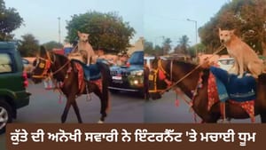 ਘੋੜੇ ਦੀ ਪਿੱਠ 'ਤੇ ਬੈਠੇ ਕੁੱਤੇ ਨੇ ਲੁੱਟੀ ਮਹਿਫ਼ਲ, VIDEO ਹੋਇਆ ਵਾਇਰਲ ਘੋੜੇ ਦੀ ਪਿੱਠ 'ਤੇ ਬੈਠੇ ਕੁੱਤੇ ਨੇ ਲੁੱਟੀ ਮਹਿਫ਼ਲ, VIDEO ਹੋਇਆ ਵਾਇਰਲ