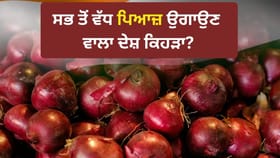 Onion: ਭਾਰਤ, ਚੀਨ ਜਾਂ ਮਿਸਰ ਸਭ ਤੋਂ ਵੱਧ ਪਿਆਜ਼ ਉਗਾਉਣ ਵਾਲਾ ਦੇਸ਼ ਕਿਹੜਾ?