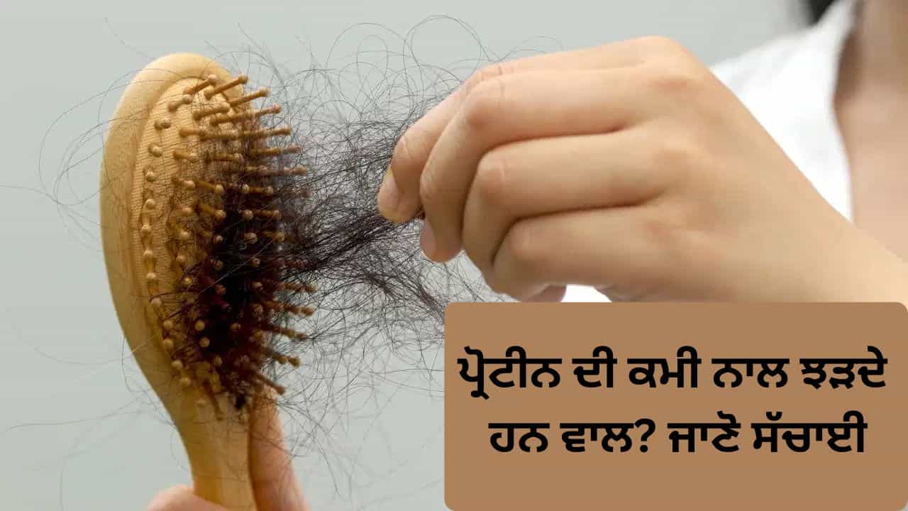 ਕੀ ਪ੍ਰੋਟੀਨ ਦੀ ਕਮੀ ਨਾਲ ਵਾਲ ਝੜਦੇ ਹਨ? ਜਾਣੋ ਇਸ ਦੇ ਪਿੱਛੇ ਦੀ ਸੱਚਾਈ ਕੀ ਪ੍ਰੋਟੀਨ ਦੀ ਕਮੀ ਨਾਲ ਵਾਲ ਝੜਦੇ ਹਨ? ਜਾਣੋ ਇਸ ਦੇ ਪਿੱਛੇ ਦੀ ਸੱਚਾਈ