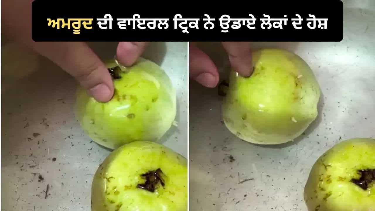 Guava Viral Video: ਅਮਰੂਦ ਖਾਣ ਤੋਂ ਪਹਿਲਾਂ ਦੇਖ ਲਓ ਇਹ ਵਾਇਰਲ ਵੀਡੀਓ, 2 ਘੰਟੇ ਪਾਣੀ ਚ ਭਿਉਂਣ ਤੋਂ ਬਾਅਦ ਛਿਲਕੇ ਚੋਂ ਨਿਕਲੇ ਕੀੜੇ