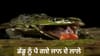 Viral Video: ਡੱਡੂ ਨੇ ਸ਼ਿਕਾਰ ਸਮਝ ਕੇ ਫੜ ਲਈ ਆਫ਼ਤ, ਪੈ ਗਏ ਜਾਨ ਦੇ ਲਾਲੇ...