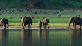 World Elephant Day: ਭਾਰਤ ਦੀ ਇਹ ਜਗ੍ਹਾ ਹੈ ਹਾਥੀਆਂ ਦਾ ਸਵਰਗ, ਘੁੰਮਣ ਲਈ ਬੈਸਟ, ਇੰਝ ਪਹੁੰਚੋ