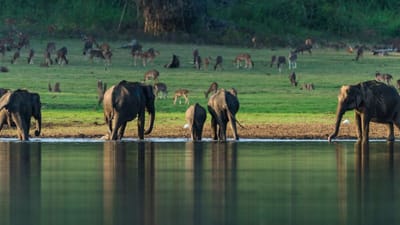 World Elephant Day: ਭਾਰਤ ਦੀ ਇਹ ਜਗ੍ਹਾ ਹੈ ਹਾਥੀਆਂ ਦਾ ਸਵਰਗ, ਘੁੰਮਣ ਲਈ ਬੈਸਟ, ਇੰਝ ਪਹੁੰਚੋ