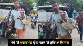 ਕਿਸਾਨ ਨੇ ਮੋਢੇ 'ਤੇ ਚੁੱਕਿਆ 5ft ਲੰਬਾ ਮਗਰਮੱਛ, ਦੇਖੋ ਹੈਰਾਨ ਕਰ ਦੇਣ ਵਾਲੀ VIDEO