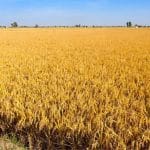 ਪੰਜਾਬ ‘ਚ ਅੱਜ ਮੌਸਮ ਰਹੇਗਾ ਸਾਫ਼, ਆਉਣ ਵਾਲੇ ਤਿੰਨ ਦਿਨ ਬਾਰਿਸ਼ ਦਾ ਪੂਰਵ-ਅਨੁਮਾਨ; ਜਾਣੋ Weather Update