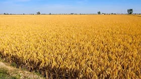 ਪੰਜਾਬ 'ਚ ਅੱਜ ਮੌਸਮ ਰਹੇਗਾ ਸਾਫ਼, ਆਉਣ ਵਾਲੇ ਤਿੰਨ ਦਿਨ ਬਾਰਿਸ਼ ਦਾ ਪੂਰਵ-ਅਨੁਮਾਨ