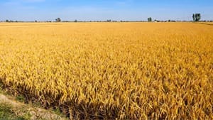 ਪੰਜਾਬ 'ਚ ਅੱਜ ਮੌਸਮ ਰਹੇਗਾ ਸਾਫ਼, ਆਉਣ ਵਾਲੇ ਤਿੰਨ ਦਿਨ ਬਾਰਿਸ਼ ਦਾ ਪੂਰਵ-ਅਨੁਮਾਨ