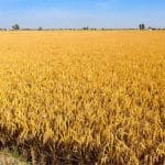 ਪੰਜਾਬ ‘ਚ ਅੱਜ ਤੇ ਆਉਣ ਵਾਲੇ 3 ਦਿਨ ਮੌਸਮ ਰਹੇਗਾ ਸਾਫ਼, ਥੋੜ੍ਹੇ ਹੀ ਦਿਨ ‘ਚ ਮੌਨਸੂਨ ਦੀ ਹੋਵੇਗੀ ਪੂਰੀ ਤਰ੍ਹਾਂ ਵਿਦਾਇਗੀ