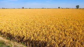 ਪੰਜਾਬ 'ਚ ਅੱਜ ਤੇ ਆਉਣ ਵਾਲੇ 3 ਦਿਨ ਮੌਸਮ ਰਹੇਗਾ ਸਾਫ਼, ਜਾਣੋ Weather Update...