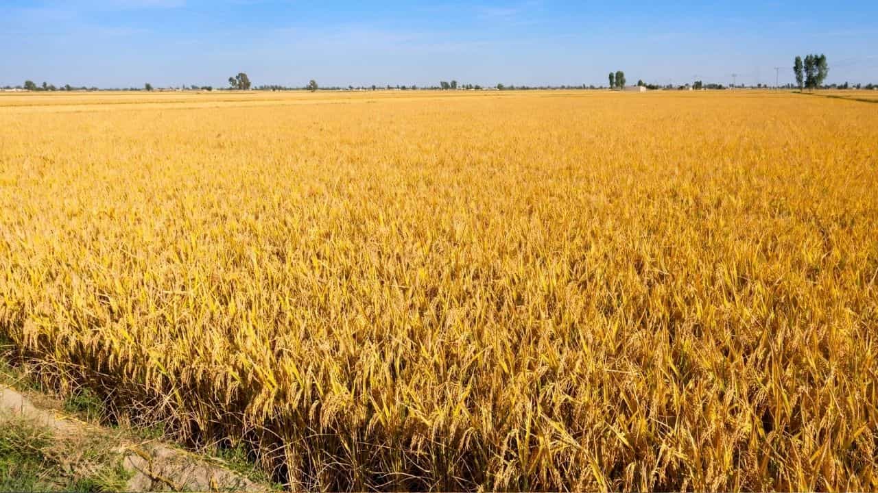 ਪੰਜਾਬ ਚ ਅੱਜ ਤੇ ਆਉਣ ਵਾਲੇ 3 ਦਿਨ ਮੌਸਮ ਰਹੇਗਾ ਸਾਫ਼, ਥੋੜ੍ਹੇ ਹੀ ਦਿਨ ਚ ਮੌਨਸੂਨ ਦੀ ਹੋਵੇਗੀ ਪੂਰੀ ਤਰ੍ਹਾਂ ਵਿਦਾਇਗੀ