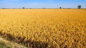 ਪੰਜਾਬ 'ਚ ਅੱਜ ਤੇ ਆਉਣ ਵਾਲੇ 3 ਦਿਨ ਮੌਸਮ ਰਹੇਗਾ ਸਾਫ਼, ਜਾਣੋ Weather Update... ਪੰਜਾਬ 'ਚ ਅੱਜ ਤੇ ਆਉਣ ਵਾਲੇ 3 ਦਿਨ ਮੌਸਮ ਰਹੇਗਾ ਸਾਫ਼, ਜਾਣੋ Weather Update...