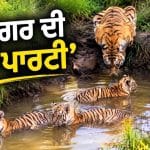 Viral Video: ਬਾਘ ਦੇ ਬੱਚਿਆਂ ਦੀ ਇਹ ਪੂਲ ਪਾਰਟੀ ਜਿੱਤ ਲਵੇਗੀ ਤੁਹਾਡਾ ਦਿਲ, ਕੀ ਤੁਸੀਂ ਦੇਖਿਆ ਇਹ ਵਾਇਰਲ ਵੀਡੀਓ?