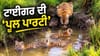 ਬਾਘ ਦੇ ਬੱਚਿਆਂ ਦੀ ਪੂਲ ਪਾਰਟੀ ਜਿੱਤ ਲਵੇਗੀ ਦਿਲ, ਦੇਖੋ ਇਹ ਵਾਇਰਲ ਵੀਡੀਓ...