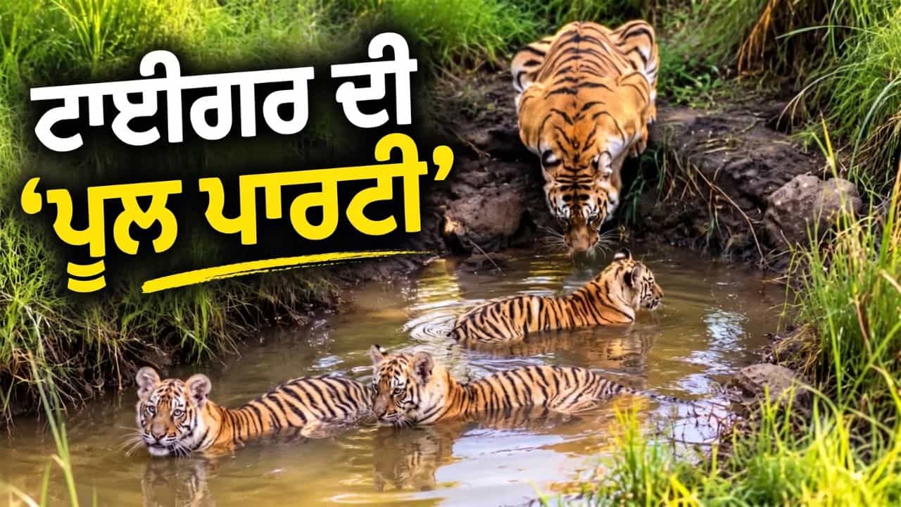 Viral Video: ਬਾਘ ਦੇ ਬੱਚਿਆਂ ਦੀ ਇਹ ਪੂਲ ਪਾਰਟੀ ਜਿੱਤ ਲਵੇਗੀ ਤੁਹਾਡਾ ਦਿਲ, ਕੀ ਤੁਸੀਂ ਦੇਖਿਆ ਇਹ ਵਾਇਰਲ ਵੀਡੀਓ? Viral Video: ਬਾਘ ਦੇ ਬੱਚਿਆਂ ਦੀ ਇਹ ਪੂਲ ਪਾਰਟੀ ਜਿੱਤ ਲਵੇਗੀ ਤੁਹਾਡਾ ਦਿਲ, ਕੀ ਤੁਸੀਂ ਦੇਖਿਆ ਇਹ ਵਾਇਰਲ ਵੀਡੀਓ?