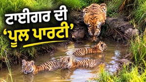 ਬਾਘ ਦੇ ਬੱਚਿਆਂ ਦੀ ਪੂਲ ਪਾਰਟੀ ਜਿੱਤ ਲਵੇਗੀ ਦਿਲ, ਦੇਖੋ ਇਹ ਵਾਇਰਲ ਵੀਡੀਓ ਬਾਘ ਦੇ ਬੱਚਿਆਂ ਦੀ ਪੂਲ ਪਾਰਟੀ ਜਿੱਤ ਲਵੇਗੀ ਦਿਲ, ਦੇਖੋ ਇਹ ਵਾਇਰਲ ਵੀਡੀਓ
