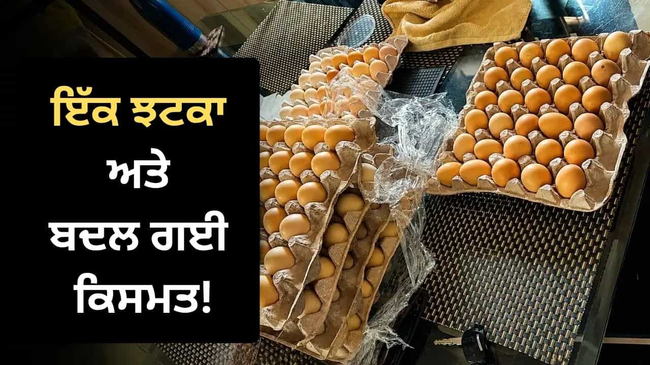 Viral: ਐਮਾਜ਼ਾਨ ਨੇ ਨੌਕਰੀ ਤੋਂ ਕੱਢਿਆ ਤਾਂ ਸ਼ੁਰੂ ਕੀਤਾ ਪੋਲਟਰੀ ਫਾਰਮ, ਕਾਰਪੋਰੇਟ ਗਰਲ ਦੀ ਅਜਿਹੀ ਛਾਲ ਕਿ ਦੁਨੀਆ ਰਹਿ ਗਈ ਹੈਰਾਨ! Viral: ਐਮਾਜ਼ਾਨ ਨੇ ਨੌਕਰੀ ਤੋਂ ਕੱਢਿਆ ਤਾਂ ਸ਼ੁਰੂ ਕੀਤਾ ਪੋਲਟਰੀ ਫਾਰਮ, ਕਾਰਪੋਰੇਟ ਗਰਲ ਦੀ ਅਜਿਹੀ ਛਾਲ ਕਿ ਦੁਨੀਆ ਰਹਿ ਗਈ ਹੈਰਾਨ!
