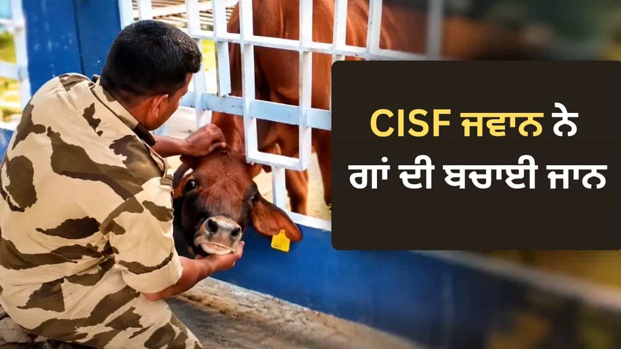 Viral Video: ਗੇਟ ਚ ਫਸਿਆ ਬੇਜ਼ੁਬਾਨ ਦਾ ਸਿਰ, ਮਸੀਹਾ ਬਣ ਕੇ ਆਇਆ CISF ਜਵਾਨ, ਦਿਲ ਜਿੱਤ ਰਿਹਾ ਹੈ ਰੈਸਕਿਊ ਦਾ ਇਹ VIDEO