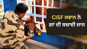 Viral Video: ਗੇਟ ‘ਚ ਫਸਿਆ ਬੇਜ਼ੁਬਾਨ ਦਾ ਸਿਰ, ਮਸੀਹਾ ਬਣ ਕੇ ਆਇਆ CISF ਜਵਾਨ, ਦਿਲ ਜਿੱਤ ਰਿਹਾ ਹੈ ਰੈਸਕਿਊ ਦਾ ਇਹ VIDEO...