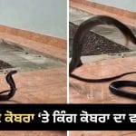 ਇੱਕ ਪਾਸੇ ਛੋਟਾ ਇੰਡੀਅਨ ਕੋਬਰਾ, ਦੂਜੇ ਪਾਸੇ ਵਿਸ਼ਾਲ ਕਿੰਗ ਕੋਬਰਾ… ਅਚਾਨਕ ਹੋਇਆ ਖੌਫ਼ਨਾਕ ਹਮਲਾ, VIDEO ਵਾਇਰਲ