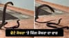ਕਿੰਗ ਕੋਬਰਾ ਦਾ ਖੌਫ਼ਨਾਕ ਹਮਲਾ, ਛੋਟਾ ਕੋਬਰਾ ਬਚਿਆ ਜਾਂ ਨਹੀਂ? VIDEO ਵਾਇਰਲ...