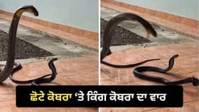 ਕਿੰਗ ਕੋਬਰਾ ਦਾ ਖੌਫ਼ਨਾਕ ਹਮਲਾ, ਛੋਟਾ ਕੋਬਰਾ ਬਚਿਆ ਜਾਂ ਨਹੀਂ? VIDEO ਵਾਇਰਲ