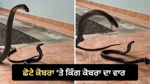 ਕਿੰਗ ਕੋਬਰਾ ਦਾ ਖੌਫ਼ਨਾਕ ਹਮਲਾ, ਛੋਟਾ ਕੋਬਰਾ ਬਚਿਆ ਜਾਂ ਨਹੀਂ? VIDEO ਵਾਇਰਲ ਕਿੰਗ ਕੋਬਰਾ ਦਾ ਖੌਫ਼ਨਾਕ ਹਮਲਾ, ਛੋਟਾ ਕੋਬਰਾ ਬਚਿਆ ਜਾਂ ਨਹੀਂ? VIDEO ਵਾਇਰਲ