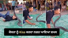 'ਮੌਤ' ਨਾਲ ਖੇਡ ਗਿਆ ਇਹ ਸ਼ਖਸ, ਖਤਰਨਾਕ ਕਿੰਗ ਕੋਬਰਾ ਨੂੰ ਇੰਝ ਕੀਤਾ Kiss - VIDEO