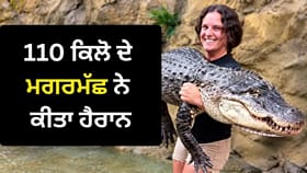 110 ਕਿਲੋ ਦਾ ਮਗਰਮੱਛ ਗੋਦੀ 'ਚ ਚੁੱਕਿਆ, ਮਹਿਲਾ ਦੀ ਹਿੰਮਤ ਦੇਖ ਹੈਰਾਨ ਹੋਏ ਲੋਕ