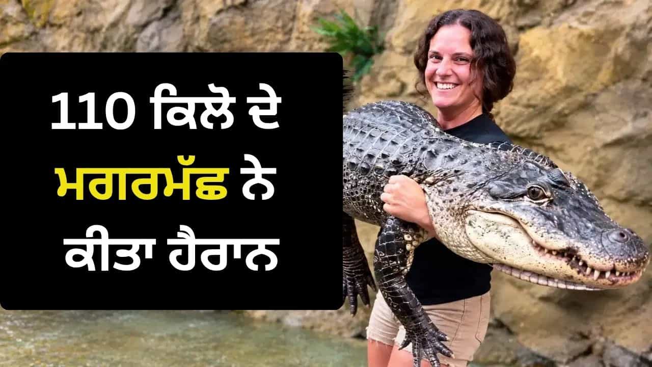 110 ਕਿਲੋ ਦੇ ਮਗਰਮੱਛ ਨੂੰ ਗੋਦੀ ਚ ਇੰਝ ਚੁੱਕਿਆ ਜਿਵੇਂ ਕੋਈ ਖਿਡੌਣਾ ਹੋਵੇ! ਮਹਿਲਾ ਦੀ ਇਹ ਵੀਡੀਓ ਉਡਾ ਦੇਵੇਗੀ ਹੋਸ਼ 110 ਕਿਲੋ ਦੇ ਮਗਰਮੱਛ ਨੂੰ ਗੋਦੀ ਚ ਇੰਝ ਚੁੱਕਿਆ ਜਿਵੇਂ ਕੋਈ ਖਿਡੌਣਾ ਹੋਵੇ! ਮਹਿਲਾ ਦੀ ਇਹ ਵੀਡੀਓ ਉਡਾ ਦੇਵੇਗੀ ਹੋਸ਼