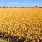 Weather: ਪੰਜਾਬ ‘ਚ ਅੱਜ ਮੌਸਮ ਰਹੇਗਾ ਸਾਫ਼, ਆਉਣ ਵਾਲੇ 3 ਦਿਨ ਬਾਰਿਸ਼ ਦੀ ਸੰਭਾਵਨਾ