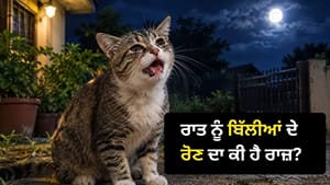 ਬਿੱਲੀਆਂ ਅੱਧੀ ਰਾਤ ਨੂੰ ਬੱਚਿਆਂ ਵਾਂਗ ਕਿਉਂ ਰੋਂਦੀਆਂ ਹਨ? ਜਾਣੋ ਇਸ ਦਾ ਪੂਰਾ ਕਾਰਨ ਬਿੱਲੀਆਂ ਅੱਧੀ ਰਾਤ ਨੂੰ ਬੱਚਿਆਂ ਵਾਂਗ ਕਿਉਂ ਰੋਂਦੀਆਂ ਹਨ? ਜਾਣੋ ਇਸ ਦਾ ਪੂਰਾ ਕਾਰਨ
