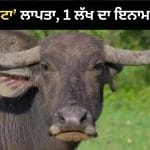 ਰਾਜਾ ਝੋਟਾ ਨੂੰ ਲੱਭਣ ਵਾਲੇ ਨੂੰ 1 ਲੱਖ ਰੁਪਏ ਦੇਵਾਂਗਾ ਲਾਪਤਾ ਹੋਣ ਮਗਰੋਂ ਪੰਜਾਬ ਦੇ ਮਾਲਕ ਨੇ ਕੀਤਾ ਐਲਾਨ