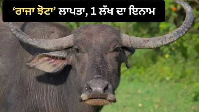 ਰਾਜਾ ਨੂੰ ਲੱਭਣ ਵਾਲੇ ਨੂੰ ਦੇਵਾਂਗਾ 1 ਲੱਖ ਰੁਪਏ... ਲਾਪਤਾ ਹੋਣ ਤੇ ਮਾਲਕ ਦਾ ਐਲਾਨ