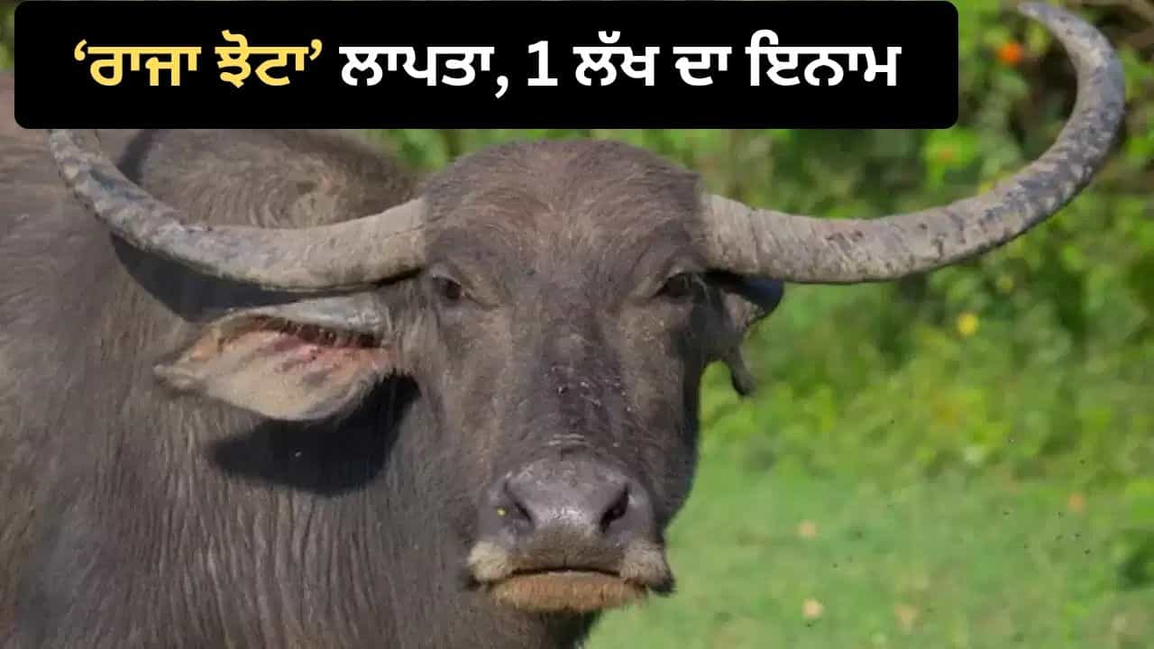 ਚੈਂਪੀਅਨ ਰਾਜਾ ਝੋਟਾ ਨੂੰ ਲੱਭਣ ਵਾਲੇ ਲਈ 1 ਲੱਖ ਦੇ ਇਨਾਮ ਦਾ ਐਲਾਨ... ਲਾਪਤਾ ਹੋਣ ਤੇ ਮਾਲਕ ਦਾ ਐਲਾਨ ਚੈਂਪੀਅਨ ਰਾਜਾ ਝੋਟਾ ਨੂੰ ਲੱਭਣ ਵਾਲੇ ਲਈ 1 ਲੱਖ ਦੇ ਇਨਾਮ ਦਾ ਐਲਾਨ... ਲਾਪਤਾ ਹੋਣ ਤੇ ਮਾਲਕ ਦਾ ਐਲਾਨ