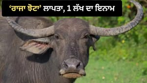 ਰਾਜਾ ਨੂੰ ਲੱਭਣ ਵਾਲੇ ਨੂੰ ਦੇਵਾਂਗਾ 1 ਲੱਖ ਰੁਪਏ... ਲਾਪਤਾ ਹੋਣ ਤੇ ਮਾਲਕ ਦਾ ਐਲਾਨ