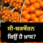 ਲੱਦਾਖ ‘ਚ 14,000 ਫੁੱਟ ‘ਤੇ ਉੱਗਣ ਵਾਲੇ ਸੀ-ਬਕਥੌਰਨ ਦੀ ਮੰਗ ਕਿਉਂ ਵਧ ਰਹੀ ਹੈ?