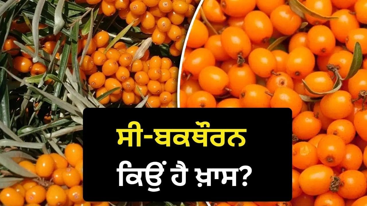 ਸੀ-ਬਕਥੌਰਨ ਕਿਉਂ ਹੈ ਖ਼ਾਸ?