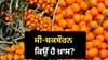 ਲੱਦਾਖ 'ਚ 14,000 ਫੁੱਟ 'ਤੇ ਉੱਗਣ ਵਾਲੇ ਸੀ-ਬਕਥੌਰਨ ਦੀ ਮੰਗ ਕਿਉਂ ਵਧ ਰਹੀ ਹੈ?...