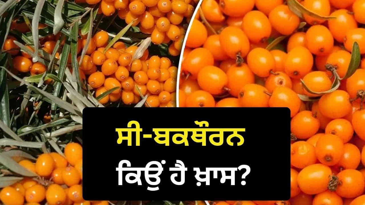 ਲੱਦਾਖ ਚ 14,000 ਫੁੱਟ ਤੇ ਉੱਗਣ ਵਾਲੇ ਸੀ-ਬਕਥੌਰਨ ਦੀ ਮੰਗ ਕਿਉਂ ਵਧ ਰਹੀ ਹੈ?