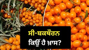 ਲੱਦਾਖ 'ਚ 14,000 ਫੁੱਟ 'ਤੇ ਉੱਗਣ ਵਾਲੇ ਸੀ-ਬਕਥੌਰਨ ਦੀ ਮੰਗ ਕਿਉਂ ਵਧ ਰਹੀ ਹੈ? ਲੱਦਾਖ 'ਚ 14,000 ਫੁੱਟ 'ਤੇ ਉੱਗਣ ਵਾਲੇ ਸੀ-ਬਕਥੌਰਨ ਦੀ ਮੰਗ ਕਿਉਂ ਵਧ ਰਹੀ ਹੈ?