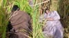 ਤਰਨਤਾਰਨ ਬਾਰਡਰ 'ਤੇ ਘੁਸਪੈਠ ਦੀ ਕੋਸ਼ਿਸ਼ ਨਾਕਾਮ, BSF ਨੇ ਮਾਰੇ 2 ਪਾਕਿਸਤਾਨੀ...