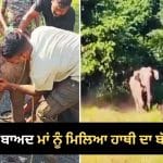 Viral Elephant Video: 7 ਘੰਟਿਆਂ ਦੇ Rescue ਤੋਂ ਬਾਅਦ ਮਾਂ ਨਾਲ ਮਿਲਿਆ ਹਾਥੀ ਦਾ ਬੱਚਾ, ਭਾਵੁਕ ਕਰ ਦੇਵੇਗਾ ਦੋਵਾਂ ਦੇ ਮਿਲਾਪ ਦਾ ਇਹ ਨਜ਼ਾਰਾ
